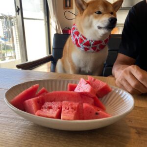 ハルくん、スイカください。柴犬子犬ハルのワンダフルライフ