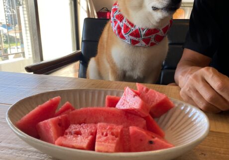 ハルくん、スイカください。柴犬子犬ハルのワンダフルライフ
