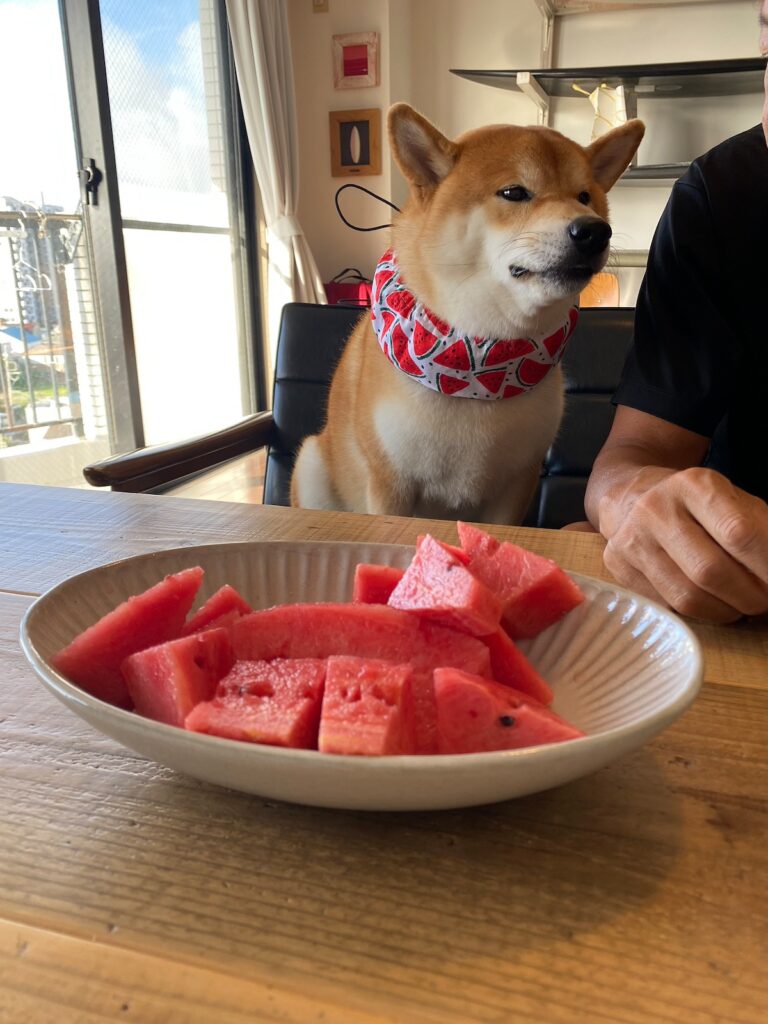 ハルくん、スイカください。柴犬子犬ハルのワンダフルライフ