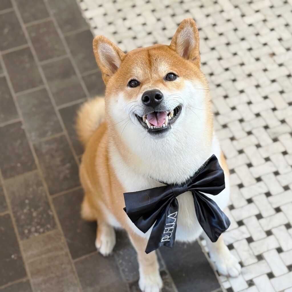 ハルくん、ツヤピカのぼく。柴犬子犬ハルのワンダフルライフ