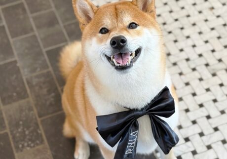 ハルくん、ツヤピカのぼく。柴犬子犬ハルのワンダフルライフ