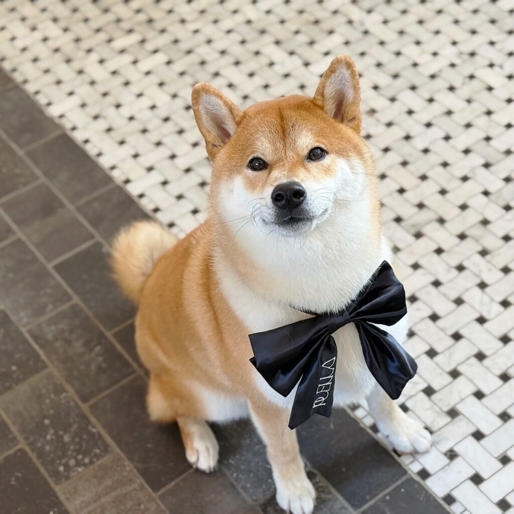 ハルくん、ツヤピカのぼく。柴犬子犬ハルのワンダフルライフ