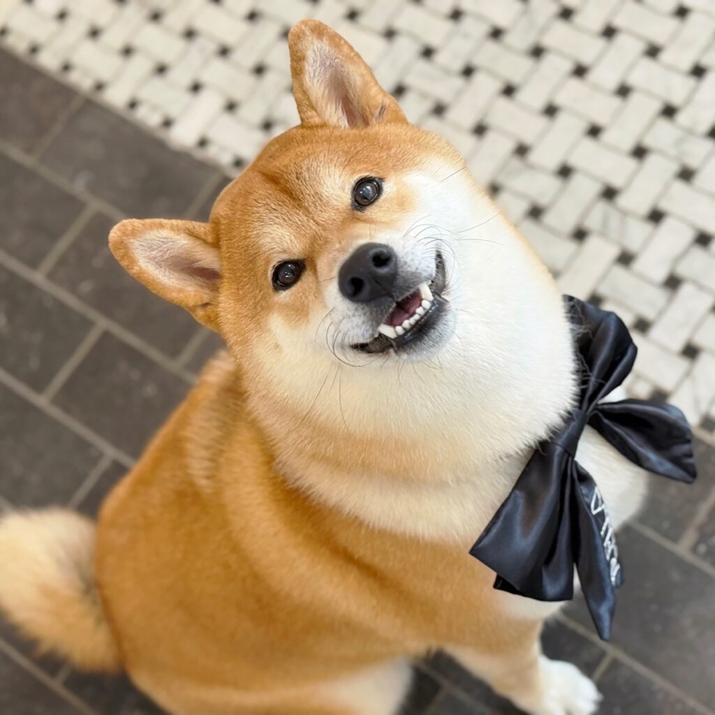 ハルくん、ツヤピカのぼく。柴犬子犬ハルのワンダフルライフ