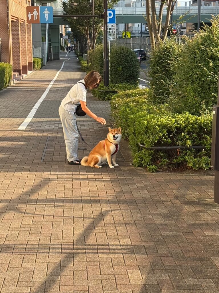 ハルくん、とーちゃんのお見送り。柴犬子犬ハルのワンダフルライフ