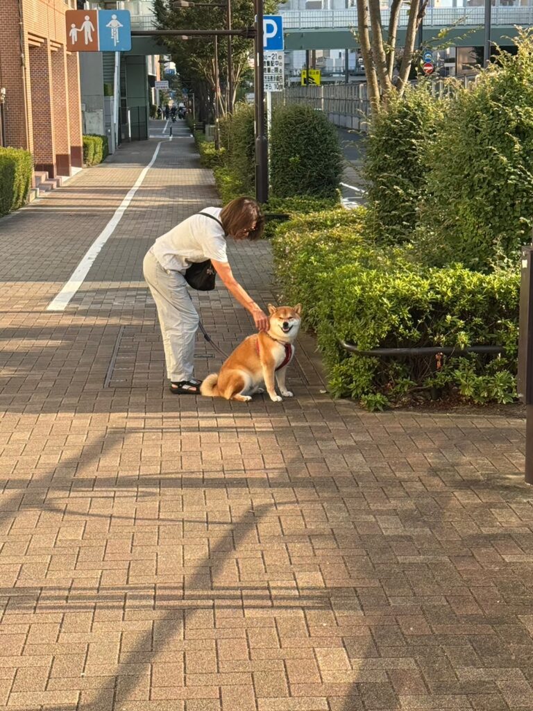ハルくん、とーちゃんのお見送り。柴犬子犬ハルのワンダフルライフ