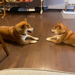 ハルくん、どっちがぼくか。柴犬子犬ハルのワンダフルライフ
