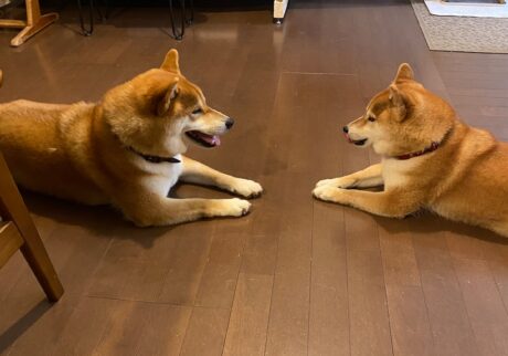 ハルくん、どっちがぼくか。柴犬子犬ハルのワンダフルライフ