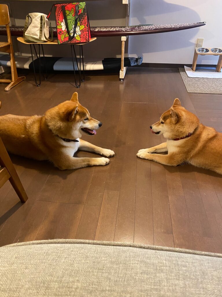 ハルくん、どっちがぼくか。柴犬子犬ハルのワンダフルライフ