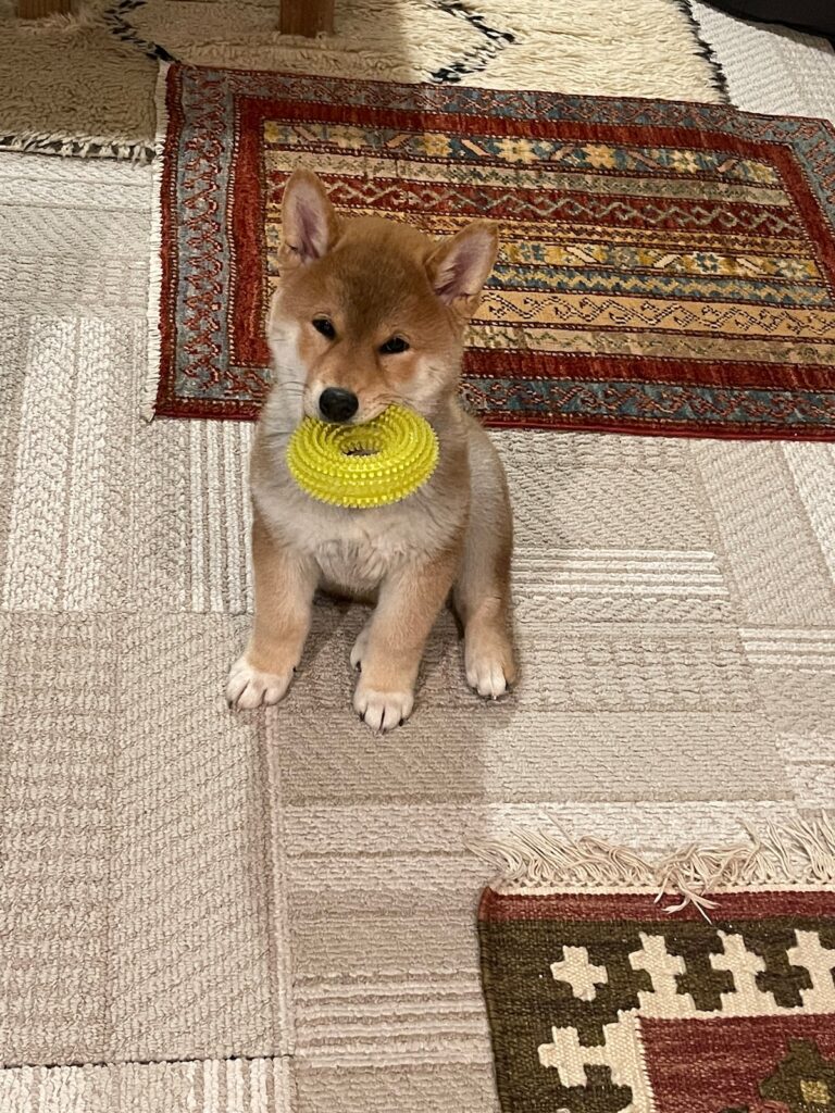 ハルくん、どっちがぼくか。柴犬子犬ハルのワンダフルライフ