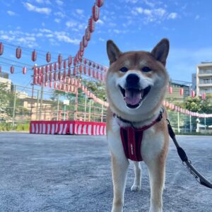 ハルくん、週末はお祭り。柴犬子犬ハルのワンダフルライフ