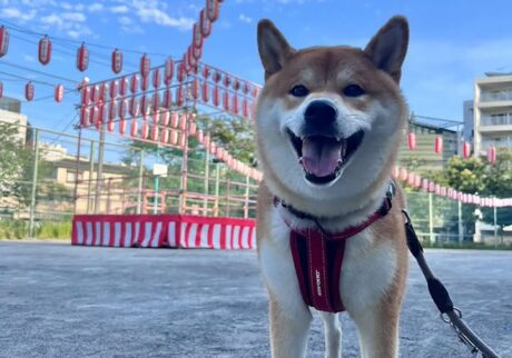 ハルくん、週末はお祭り。柴犬子犬ハルのワンダフルライフ