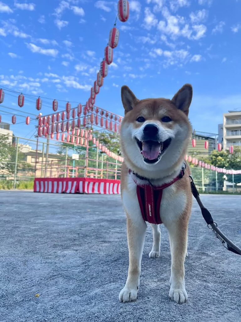 ハルくん、週末はお祭り。柴犬子犬ハルのワンダフルライフ