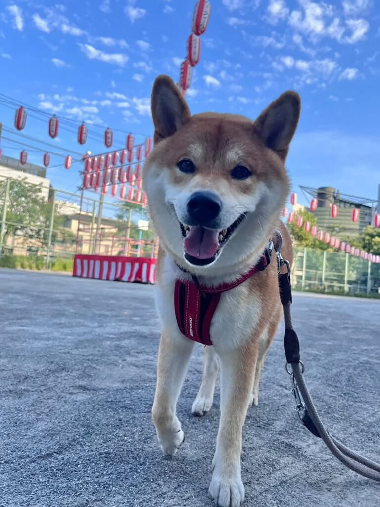 ハルくん、週末はお祭り。柴犬子犬ハルのワンダフルライフ