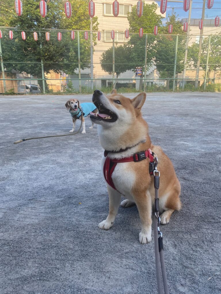 ハルくん、週末はお祭り。柴犬子犬ハルのワンダフルライフ