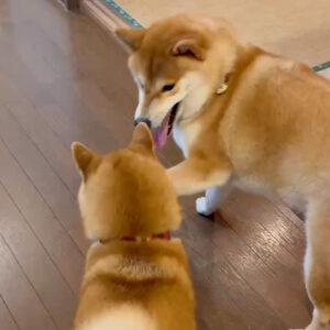 ハルくん、ルル姉ちゃんとワンプロ。柴犬子犬ハルのワンダフルライフ