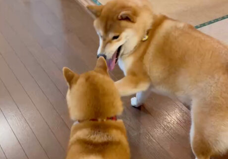 ハルくん、ルル姉ちゃんとワンプロ。柴犬子犬ハルのワンダフルライフ
