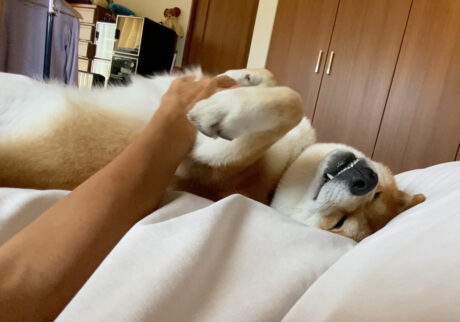 ハルくん、かーちゃんとだらだら。柴犬子犬ハルのワンダフルライフ