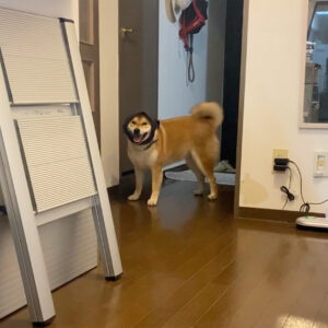 ハルくん、花火の夜の過ごし方。柴犬子犬ハルのワンダフルライフ