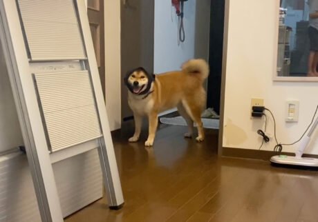 ハルくん、花火の夜の過ごし方。柴犬子犬ハルのワンダフルライフ