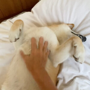 ハルくん、お腹丸出し。柴犬子犬ハルのワンダフルライフ