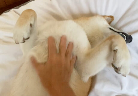 ハルくん、お腹丸出し。柴犬子犬ハルのワンダフルライフ