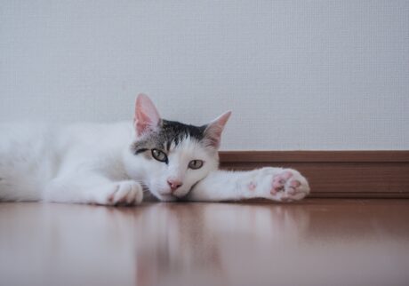 チャームポイント、一挙公開！【ぽくあむのハートフルデイズ。vol.2】白黒猫 保護猫 ぽくあむ | ぽくあむってちょっと変わった名前でしょ？ おうちでは「ぽくちゃん」って呼ばれてるよ。