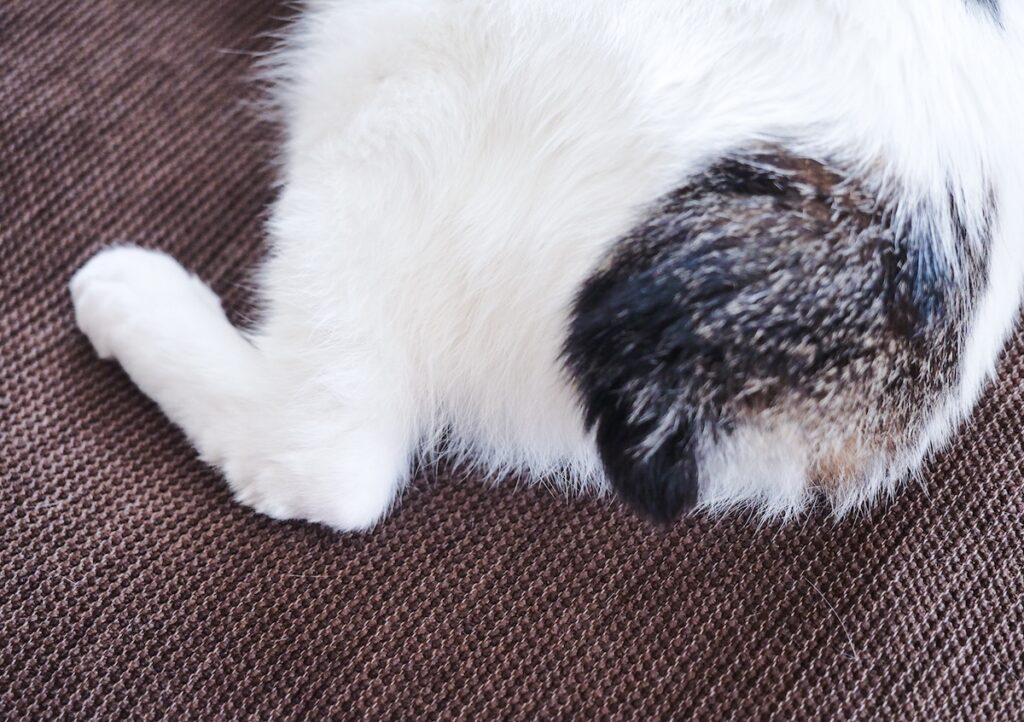 チャームポイント、一挙公開！【ぽくあむのハートフルデイズ。vol.2】白黒猫 保護猫 ぽくあむ | 一番の自慢は、まんまるのぽんぽんしっぽ。おしりのブチ模様とコーディネートしてるんだ。