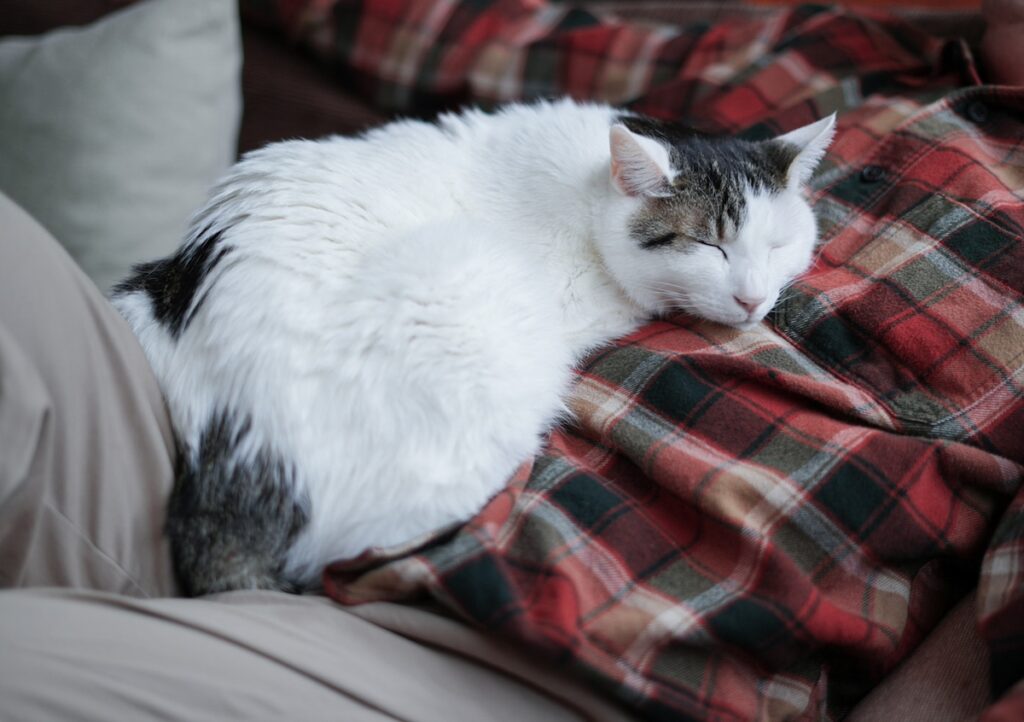 くっつきたがりなぼく。【ぽくあむのハートフルデイズ。vol.3】白黒猫 保護猫 ぽくあむ | お外で暮らしてたときからヒトが大好き。おなかに乗ってお昼寝したり。