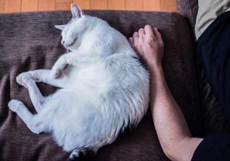 くっつきたがりなぼく。【ぽくあむのハートフルデイズ。vol.3】白黒猫 保護猫 ぽくあむ | 背中をピトッてくっつけたり。