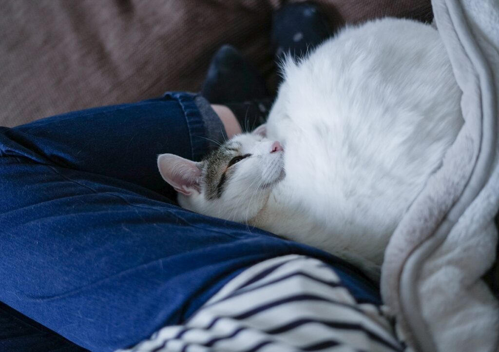くっつきたがりなぼく。【ぽくあむのハートフルデイズ。vol.3】白黒猫 保護猫 ぽくあむ | 狭いすきまに、ぎゅうぎゅうするのも最高だよね！