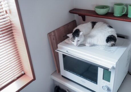 ここから何が出てくるでしょう？【ぽくあむのハートフルデイズ。vol.4】白黒猫 保護猫 ぽくあむ | ヒトが大好きなぼくでも、超ビビリなところもあってね。これはおうちに来たばかりの頃。