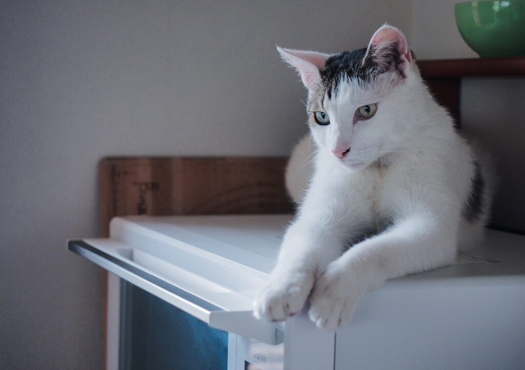 ここから何が出てくるでしょう？【ぽくあむのハートフルデイズ。vol.4】白黒猫 保護猫 ぽくあむ | はじっこにある白い箱の上が居場所だったの。でも今は、ここからおいしいごはんが出てくるのを知ってるよ！