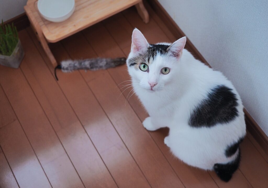 ぼくが、「ぽくあむ」になった理由。【ぽくあむのハートフルデイズ。vol.5】白黒猫 保護猫 ぽくあむ | どうしてぼくが、「ぽくあむ」って名前になったのかというとね……。