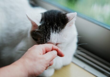 ぼくが、「ぽくあむ」になった理由。【ぽくあむのハートフルデイズ。vol.5】白黒猫 保護猫 ぽくあむ | 公園暮らしのとき、今のおうちのヒトたちにこうやって「ぽく」って頭をぶつけて挨拶してたの。