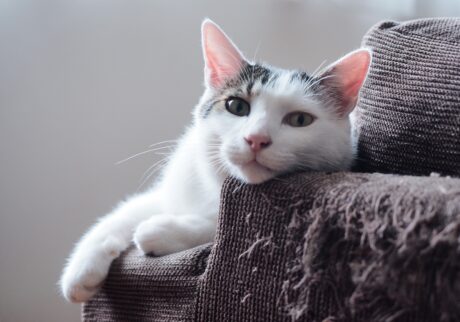 フリンジアートの犯人は……。【ぽくあむのハートフルデイズ。vol.6】白黒猫 保護猫 ぽくあむ | このソファの素晴らしい加工は、その先輩の作品でフリンジって呼ばれてる。