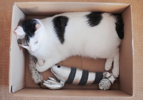 のり弁化できます。【ぽくあむのハートフルデイズ。vol.7】白黒猫 保護猫 ぽくあむ | 今日は大きな海老のスペシャルお弁当に変身！ しかもまだら海苔弁に見えるでしょ？