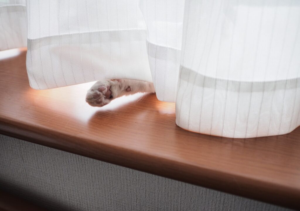 握手会場はこちら。【ぽくあむのハートフルデイズ。vol.10】白黒猫 保護猫 ぽくあむ | こっちこっち……。こっちだよ。よくここがわかったね。