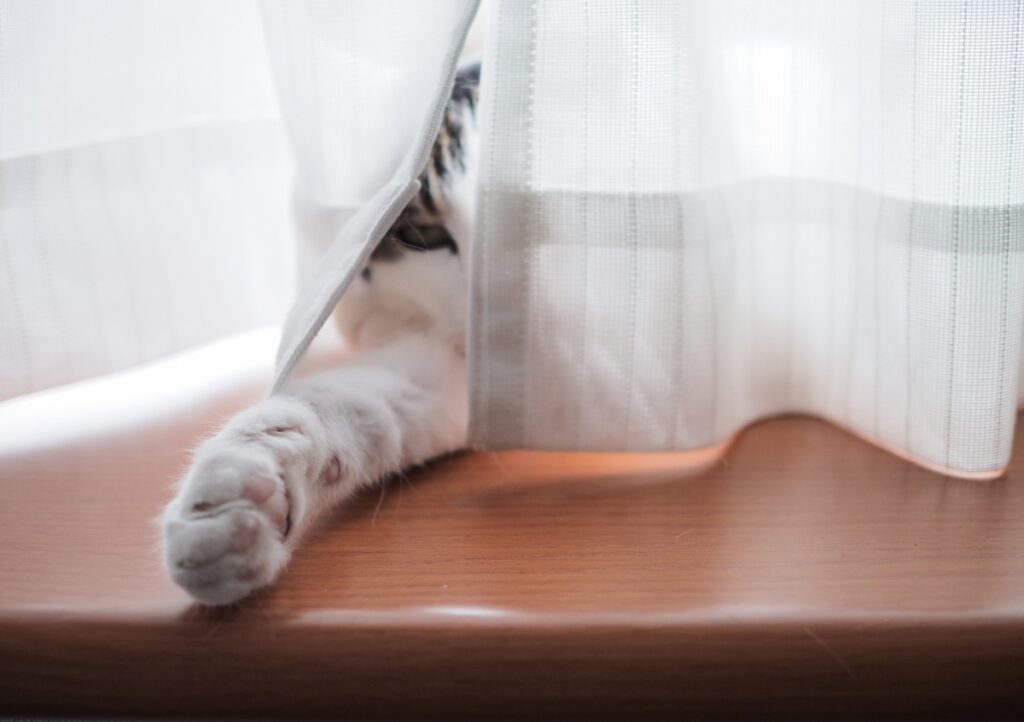 握手会場はこちら。【ぽくあむのハートフルデイズ。vol.10】白黒猫 保護猫 ぽくあむ | ひみつの握手会にようこそ。みんなには内緒にしといてね。