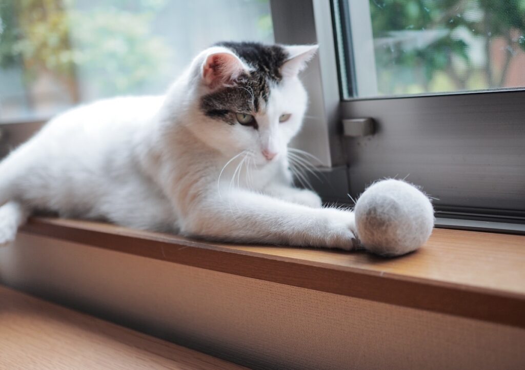 ぼくとウリふたつ！？【ぽくあむのハートフルデイズ。vol.11】白黒猫 保護猫 ぽくあむ | むむむっ、何者！？ ふわふわでぼくにウリふたつ！