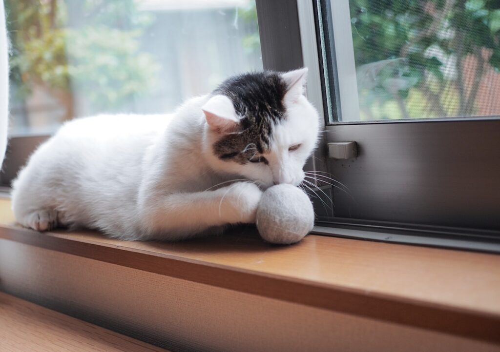 ぼくとウリふたつ！？【ぽくあむのハートフルデイズ。vol.11】白黒猫 保護猫 ぽくあむ | くんかくんか……、においまでそっくりだし。（飼い主：そりゃぽくちゃんの抜け毛ボールだからね）