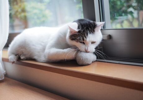 ぼくとウリふたつ！？【ぽくあむのハートフルデイズ。vol.11】白黒猫 保護猫 ぽくあむ | さては、ぼくのポジションを狙うなりすましだな？ あむあむ攻撃っ！