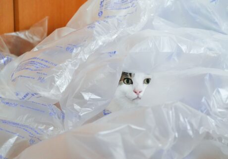 息を潜めてかくれんぼ。【ぽくあむのハートフルデイズ。vol.12】白黒猫 保護猫 ぽくあむ | かくれんぼ大好き。どこにいるかわかるー？