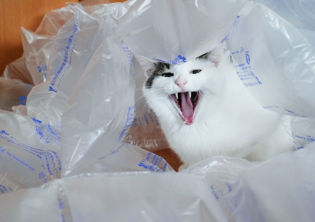 息を潜めてかくれんぼ。【ぽくあむのハートフルデイズ。vol.12】白黒猫 保護猫 ぽくあむ | ここここー！ ここだよー！