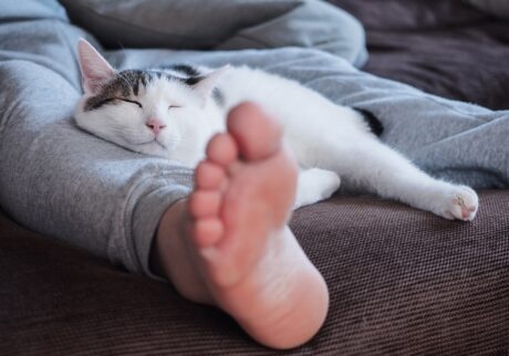 これが、最高の休日です。【ぽくあむのハートフルデイズ。vol.13】白黒猫 保護猫 ぽくあむ | 日曜日がおやすみのヒトってたくさんいるの？ ぼくは毎日がおやすみだよ。最高でしょ。
