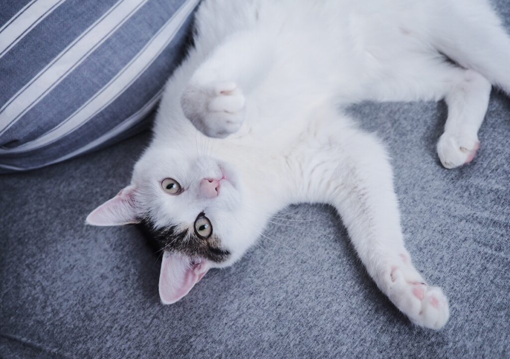 ご長寿ねこへの道。【ぽくあむのハートフルデイズ。vol.14】白黒猫 保護猫 ぽくあむ | だから、今日は大好物のマグロのスペシャルごはんにしてね。めざせご長寿。