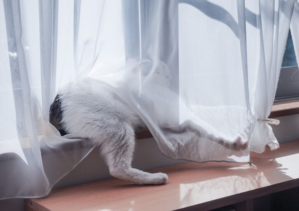 気づけば、お尻アピール。【ぽくあむのハートフルデイズ。vol.15】白黒猫 保護猫 ぽくあむ | “あたまかくしてしりかくさず”。チャームポイントは、どんなときでもアピールだよ。