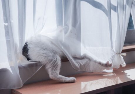 気づけば、お尻アピール。【ぽくあむのハートフルデイズ。vol.15】白黒猫 保護猫 ぽくあむ | “あたまかくしてしりかくさず”。チャームポイントは、どんなときでもアピールだよ。