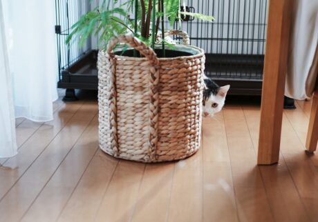 今日はなにして遊ぶ？【ぽくあむのハートフルデイズ。vol.17】白黒猫 保護猫 ぽくあむ | あそぼっ！！ かくれんぼする？ それともだるまさんがころんだ？
