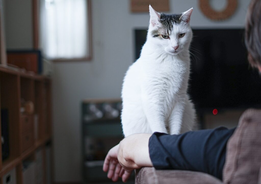 今日はなにして遊ぶ？【ぽくあむのハートフルデイズ。vol.17】白黒猫 保護猫 ぽくあむ | チョットー！ 気付かないフリしてるのかな？