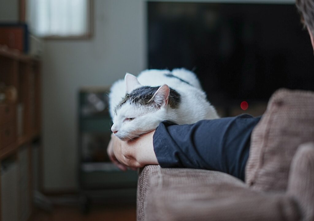 今日はなにして遊ぶ？【ぽくあむのハートフルデイズ。vol.17】白黒猫 保護猫 ぽくあむ | それならぼくだって、寝技かけちゃうから。zzz。